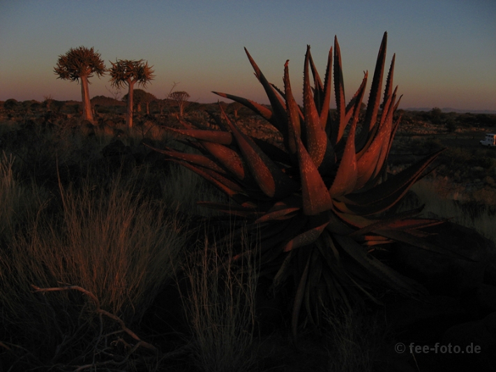 glowing aloe